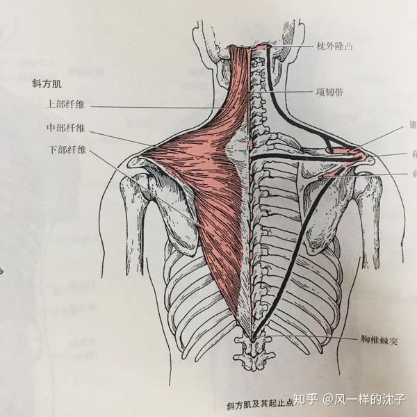 健身房运动器械种类_常见健身房器械_常见健身房器械图片名称