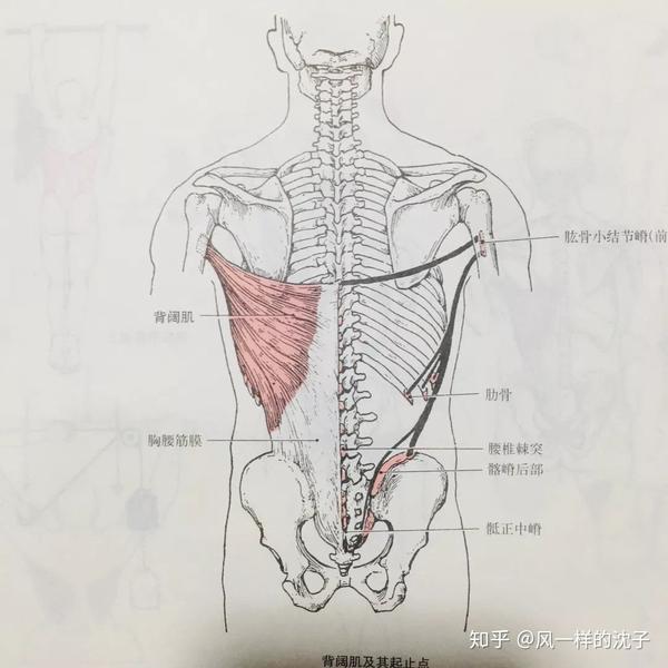 常见健身房器械图片名称_健身房运动器械种类_常见健身房器械