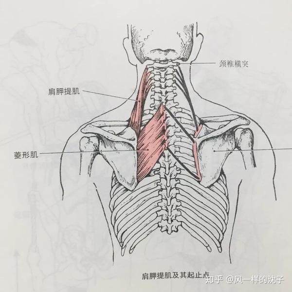 常见健身房器械_健身房运动器械种类_常见健身房器械图片名称